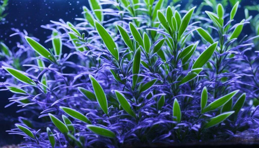 Limnophila aromatica cultivation